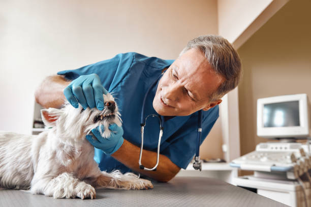 Best After-Hours Emergency Dentist in Governors Village, NC